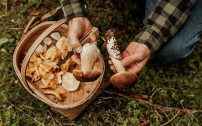 Mantar zehirlenmesi nedir? Mantar zehirlenmesi belirtileri nelerdir?